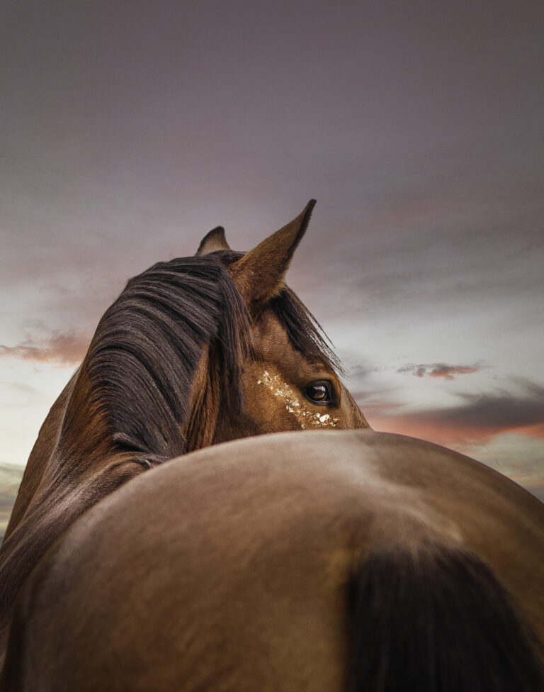 Photographe cheval à montpellier